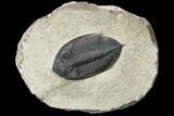 Bargain, Zlichovaspis Trilobite - Atchana, Morocco #119864-2